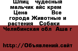 Шпиц - чудесный мальчик айс-крем › Цена ­ 20 000 - Все города Животные и растения » Собаки   . Челябинская обл.,Аша г.